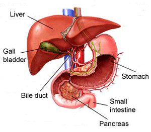 Diagrams Of Organs